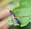 Diphyus quadripunctorius